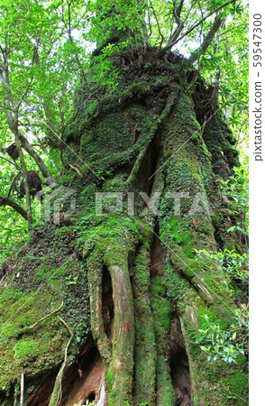 The second generation cedar of Shiratani Unsuikyo The second generation cedar of Shiratani Unsuikyo 59547300