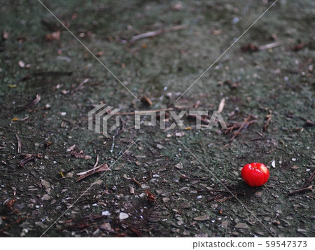 red home plant organic cherry falling on dirty ground floor with rough surface in garden outdoor  59547373