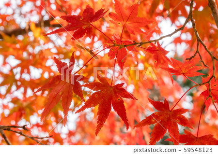 Autumn leaves maple autumn Autumn leaves maple autumn 59548123