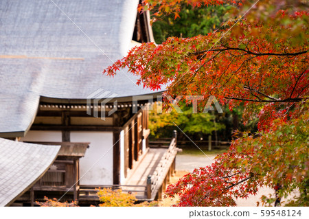 Autumn leaves maple autumn shrine 59548124