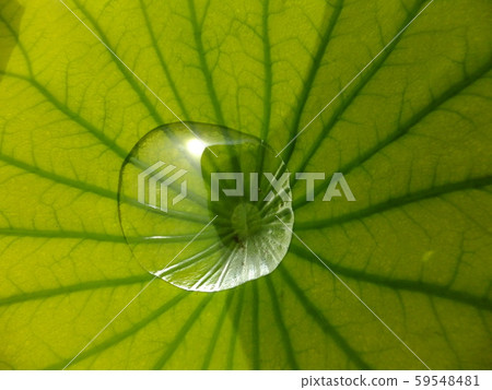 Leaf droplet 59548481