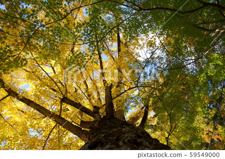 京都的大銀杏，和鹿，昭和寺4 59549000