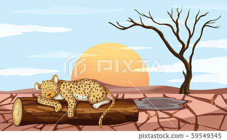 Background scene with tiger and drought Background scene with tiger and drought 59549345