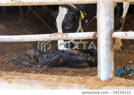 Cattle birth, Inzai City, Chiba Japan Cattle birth, Inzai City, Chiba Japan 59550132