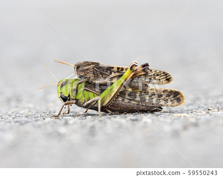 Pair of Tonosama grasshopper Pair of Tonosama grasshopper 59550243