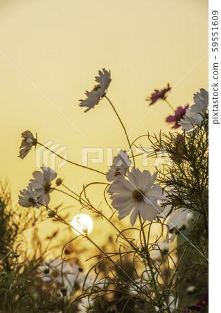 秋天的櫻花樹在夕陽下閃耀 59551609
