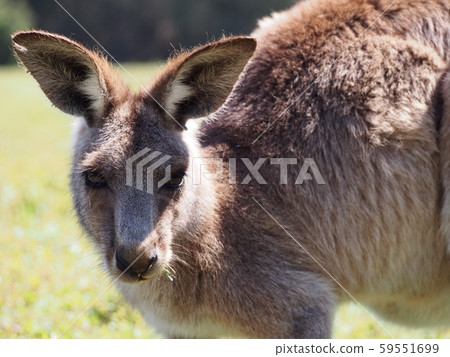 Kangaroo Kangaroo 59551699