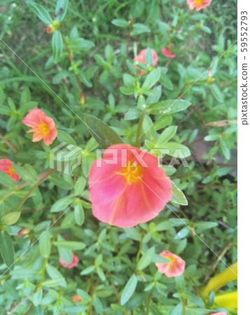 Ornamental flower 59552793
