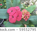 Euphorbia milli 59552795