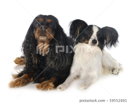 cavalier king charles and papillon 59552891
