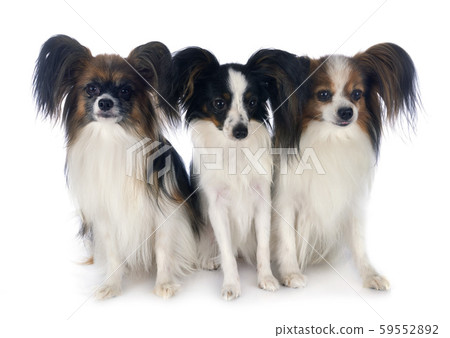 papillon dogs in studio papillon dogs in studio 59552892