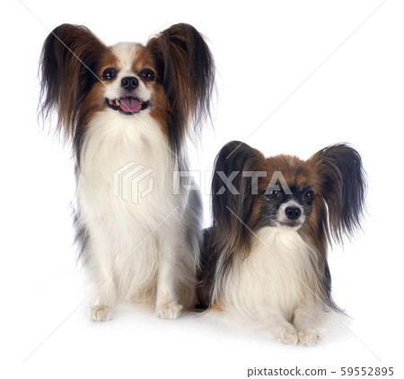 papillon dogs in studio papillon dogs in studio 59552895