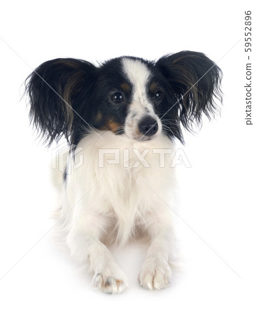papillon dog in studio papillon dog in studio 59552896