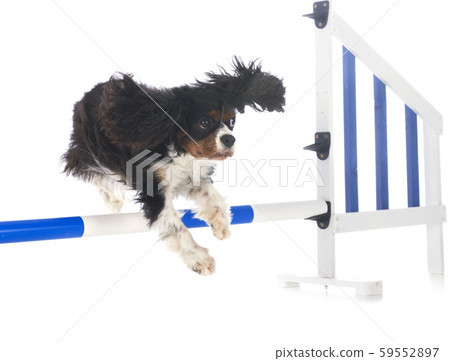 training of agility 59552897