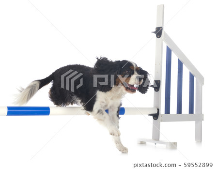 training of agility 59552899