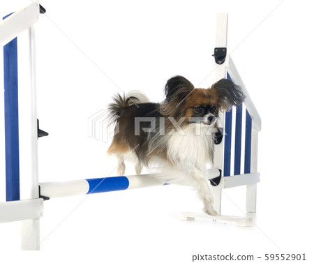 training of agility training of agility 59552901