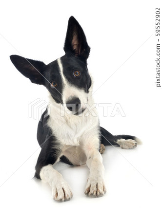 border collie in studio 59552902
