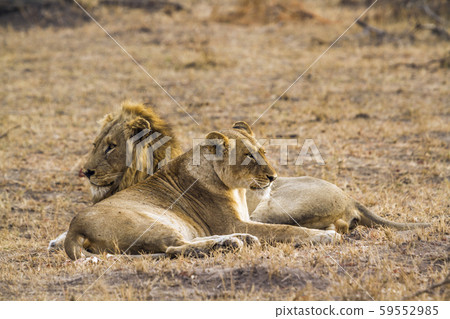African lion in Kruger National park, South Africa 59552985