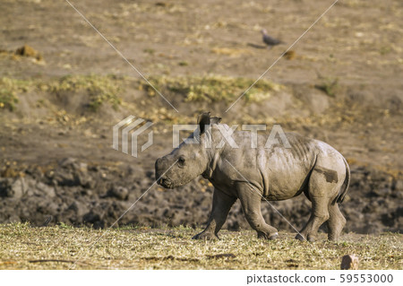 Southern white rhinoceros in Kruger National park, 59553000