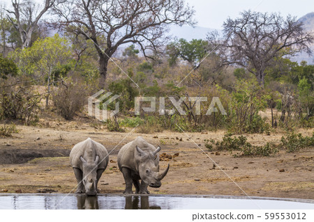 Southern white rhinoceros in Kruger National park, Southern white rhinoceros in Kruger National park, 59553012