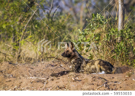 African wild dog in Kruger National park, South African wild dog in Kruger National park, South 59553033