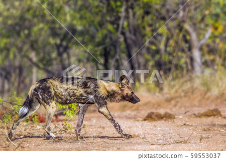 African wild dog in Kruger National park, South 59553037