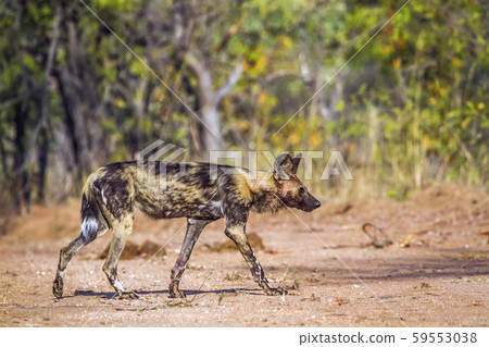 African wild dog in Kruger National park, South 59553038