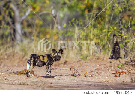 African wild dog in Kruger National park, South African wild dog in Kruger National park, South 59553040