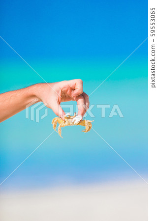 Closeup live crab at white beach 59553065