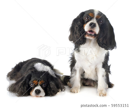 cavalier king charles 59553151