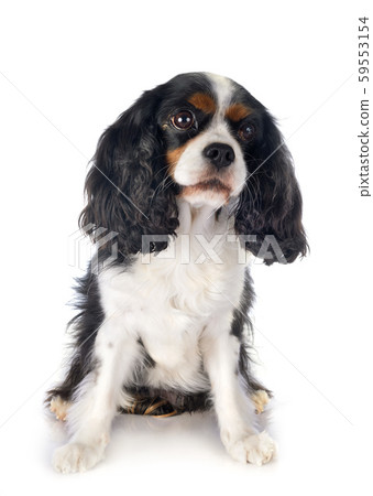 cavalier king charles 59553154