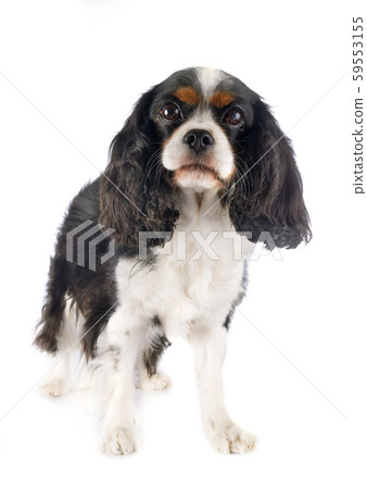 cavalier king charles 59553155
