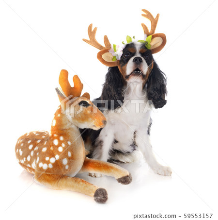 cavalier king charles 59553157