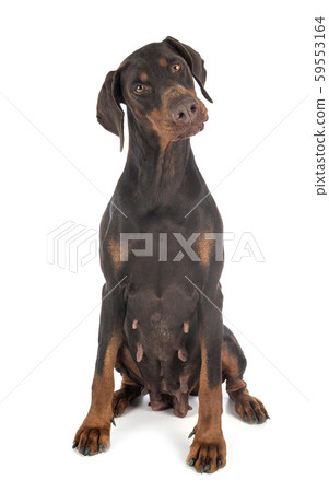 doberman pinscher in studio doberman pinscher in studio 59553164