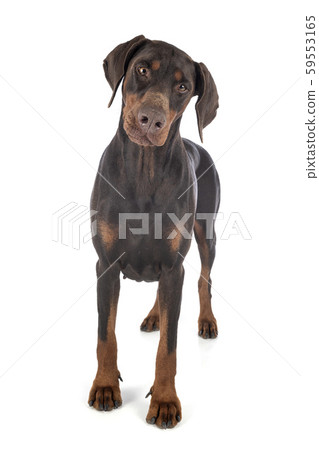 doberman pinscher in studio doberman pinscher in studio 59553165