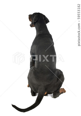 doberman pinscher in studio doberman pinscher in studio 59553182