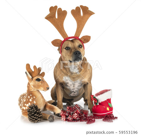 staffordshire bull terrier 59553196