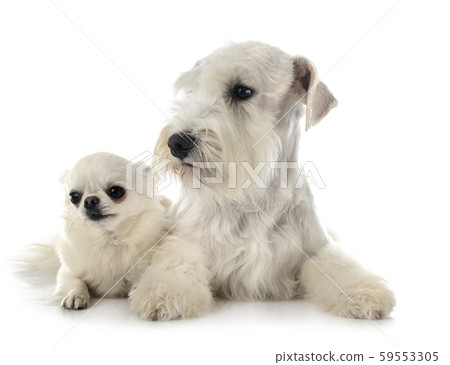 miniature schnauzer and chihuahua miniature schnauzer and chihuahua 59553305