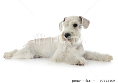 miniature schnauzer in studio miniature schnauzer in studio 59553306