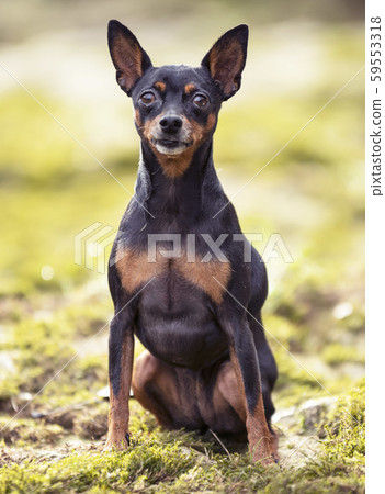 pinscher in nature 59553318