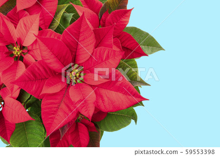 Poinsettia, Christmas flower, on a blue background with a place for text Poinsettia, Christmas flower, on a blue background with a place for text 59553398