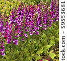 Plant flower pictures 59553681