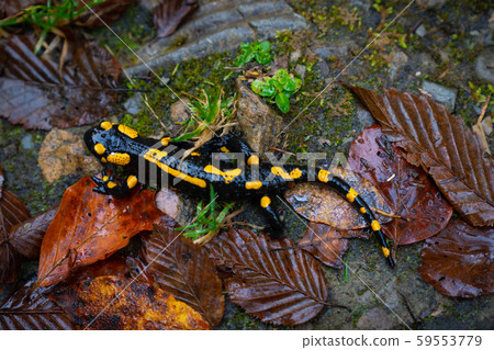 fire salamander or Salamandra salamandra fire salamander or Salamandra salamandra 59553779