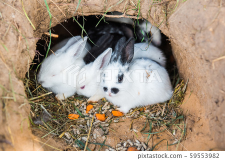 Little rabbits are sitting in a hole Little rabbits are sitting in a hole 59553982