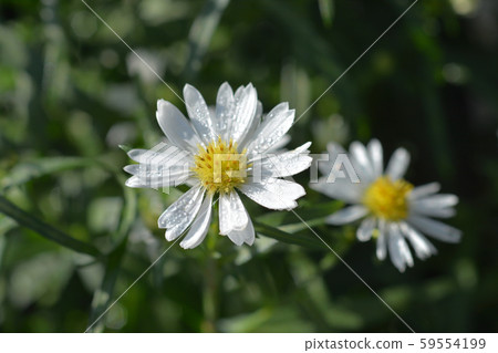 Michelmas daisy Starletta 59554199