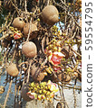 Sala trees, rare plants popular in temples 59554795