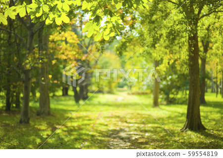 Background forest blur - Stock Photo [59554819] - PIXTA