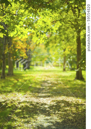 Background forest blur 59554820