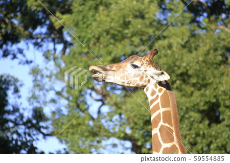 Omuta City Omuta Zoo Giraffe Omuta City Omuta Zoo Giraffe 59554885