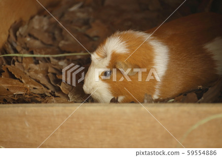 Omuta City Omuta Zoo Guinea Pig Omuta City Omuta Zoo Guinea Pig 59554886